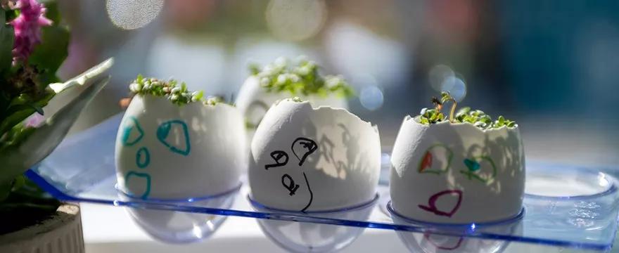 Rzeżucha w skorupce jajka – jak zrobić na Wielkanoc?
