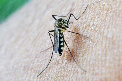 Komary: czy ukąszeń komarów trzeba się bać? Plaga komarów w Polsce