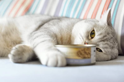 5 faktów o karmie dla kotów, o których musisz wiedzieć
