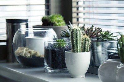 6 popularnych roślin doniczkowych oczyszczających powietrze w domu. Zobaczcie!