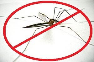 Jak bronić się przed komarami? 