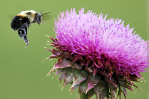 Naturalne sposoby na wsparcie wątroby