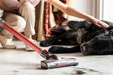 Pies w domu: jak sobie poradzić z wiosennym linieniem? 