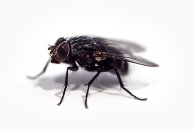 Sposób na muchy w domu: 4 naturalne i skuteczne sposoby na owady