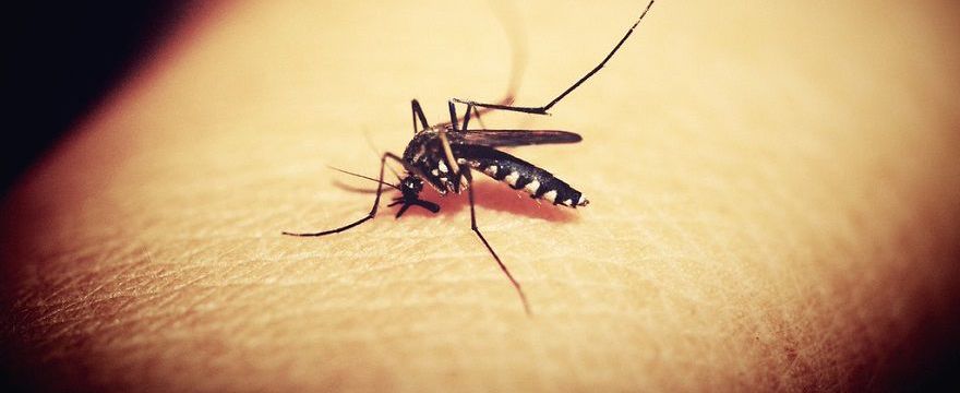 Czy polskie komary przenoszą choroby? Czy dolegliwe jest tylko swędzenie, gdy ukąszą?  