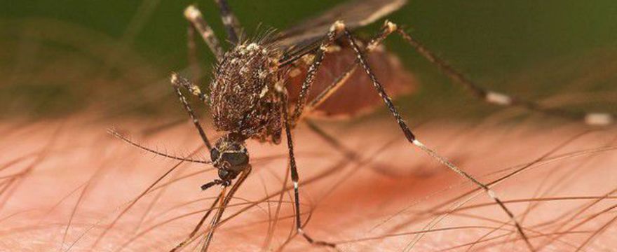 Skuteczne i tanie sposoby na komary
