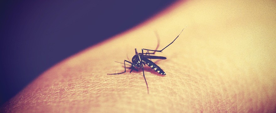 Co na komary? Domowe sposoby bezpieczne dla dzieci