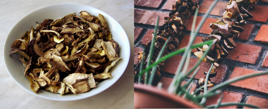 Jak suszyć grzyby? Najlepsze sposoby