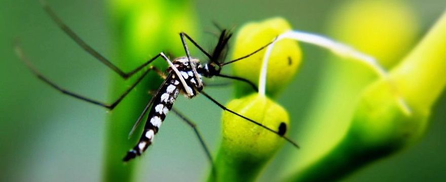 Rodzice uważajcie: w Europie i Polsce pojawia się komar tygrysi, a pomaga mu w tym epidemia koronawirusa! 