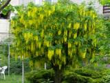 Laburnum.2 [800x600].jpg